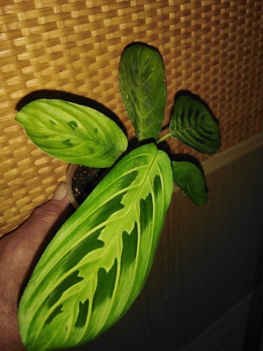 Продам калатея, строманта, маранта та ктенанта .