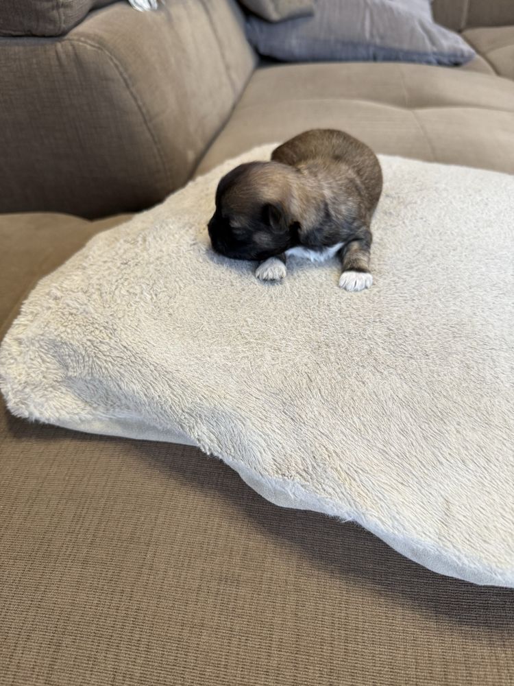 Shih tzu.