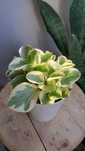 Peperomia obtusifolia variegata