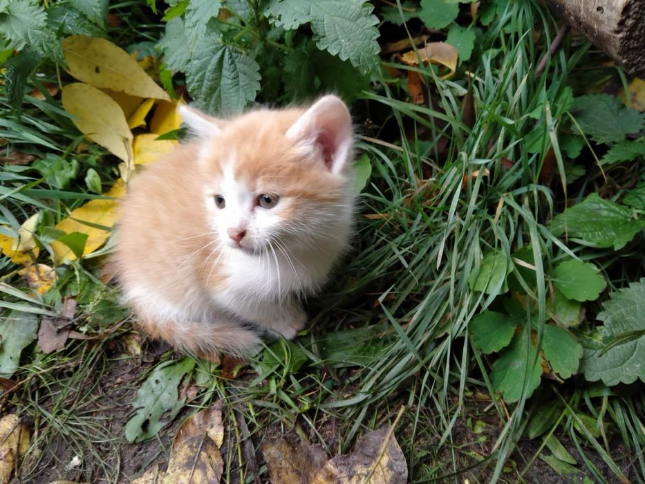 Кошенята на вдачу безкоштовно