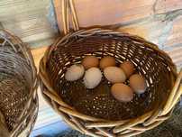 Ovos de peru galados