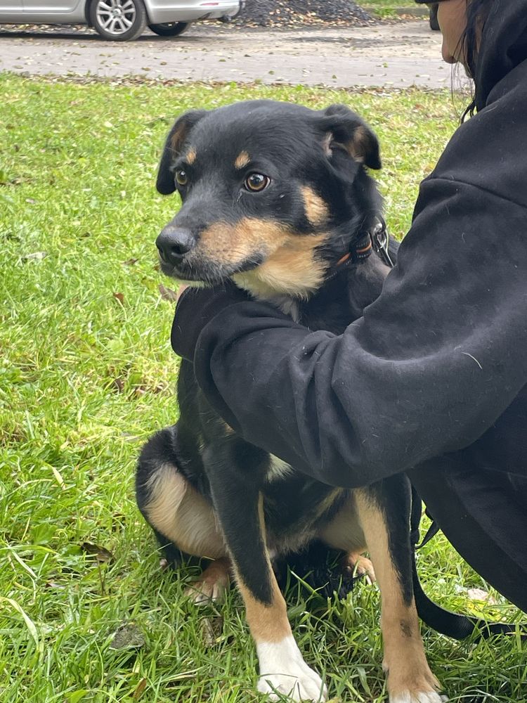 Lolek - młody pies do adopcji (za darmo)