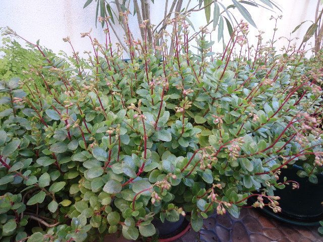 Kalanchoe manginii (Bryophyllum manginii (Ex-Kalanchoe manginii))