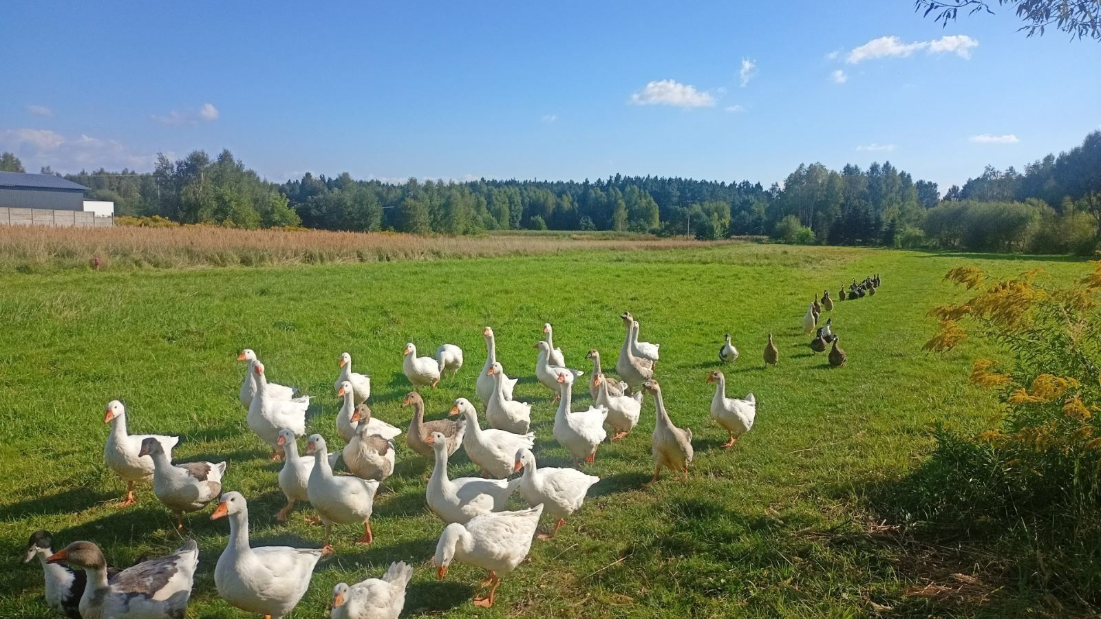 Gęsi białe i garbanose mlode z jajkiem legowym