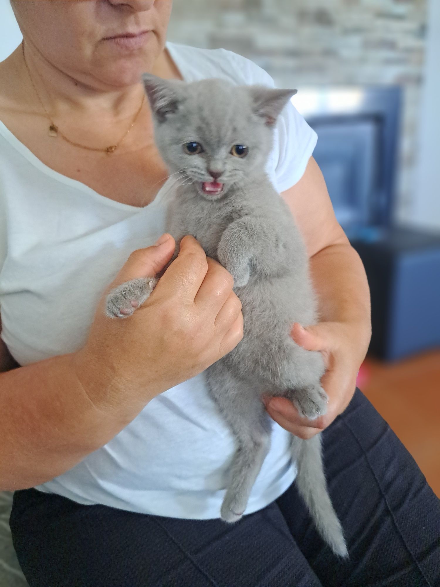 Scottish fold macho lilac