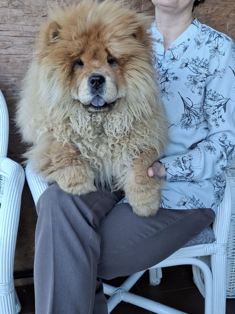 Chow chow szczeniak,gen blue.