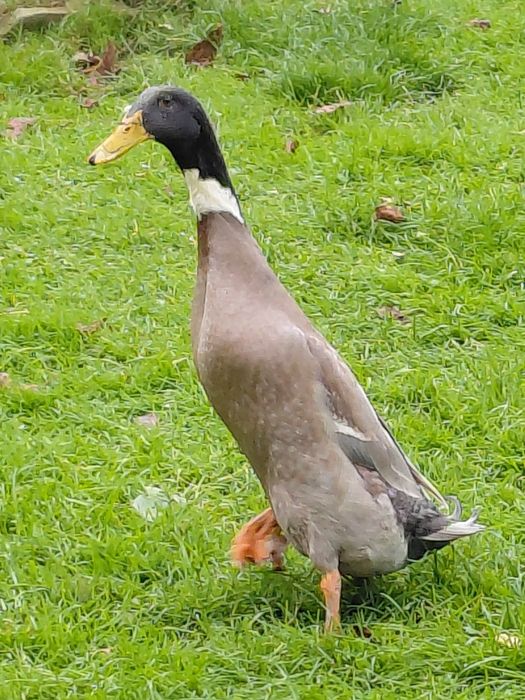 Biegus indyjski kaczorek