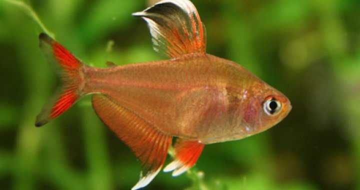 MISIEKZOO Kąsaczowate - Bystrzyk Ornatus / Bystrzyk Ozdobny tylko 5 zł