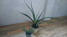 Sansevieria cylindrica “Boncel”