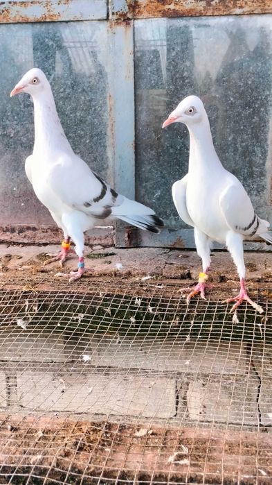 Gołębie srebniaki perlowe