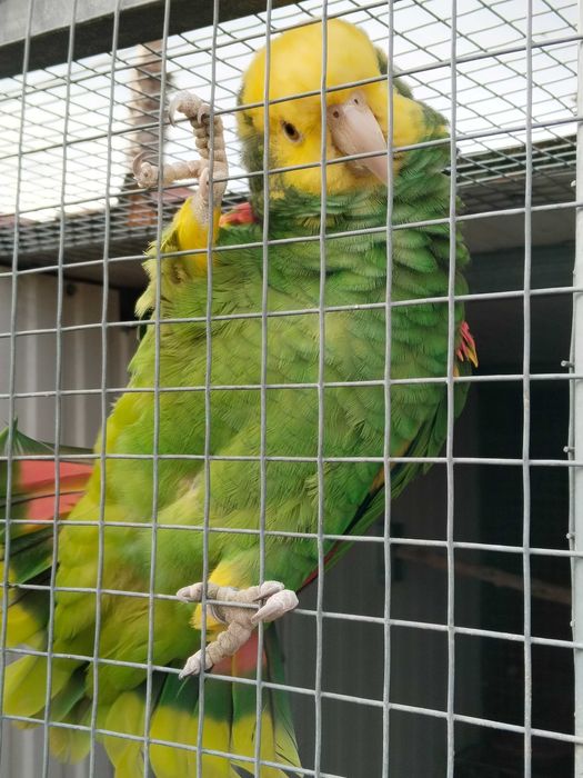Papagaio Oratrix Magna