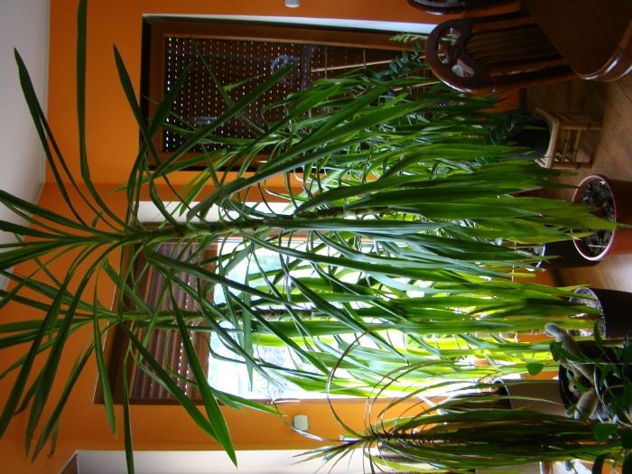 jukka 2.5metra wysoka, rozme wielkosci