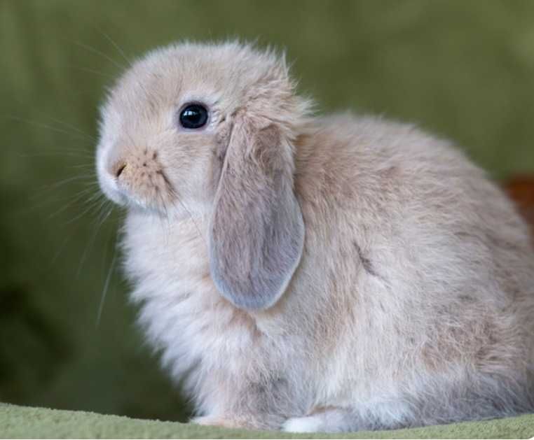 Vendo Coelho mini