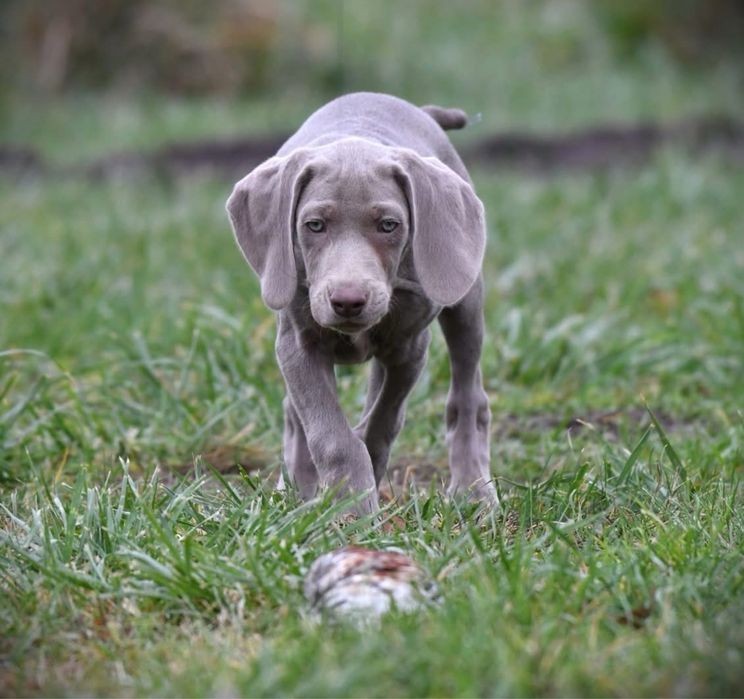Wyżeł Weimarski - szczenię - piesek ZKwP FCI