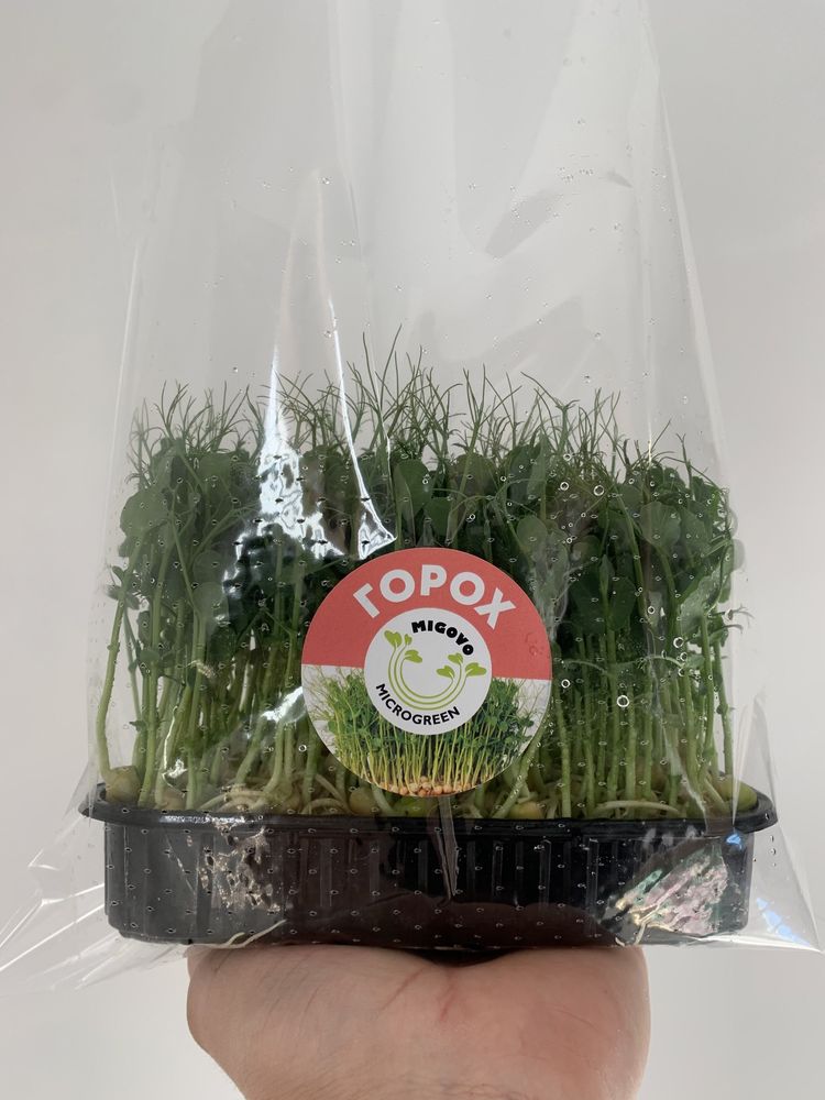 Мікрозелень,Мікрогрін,Microgreen