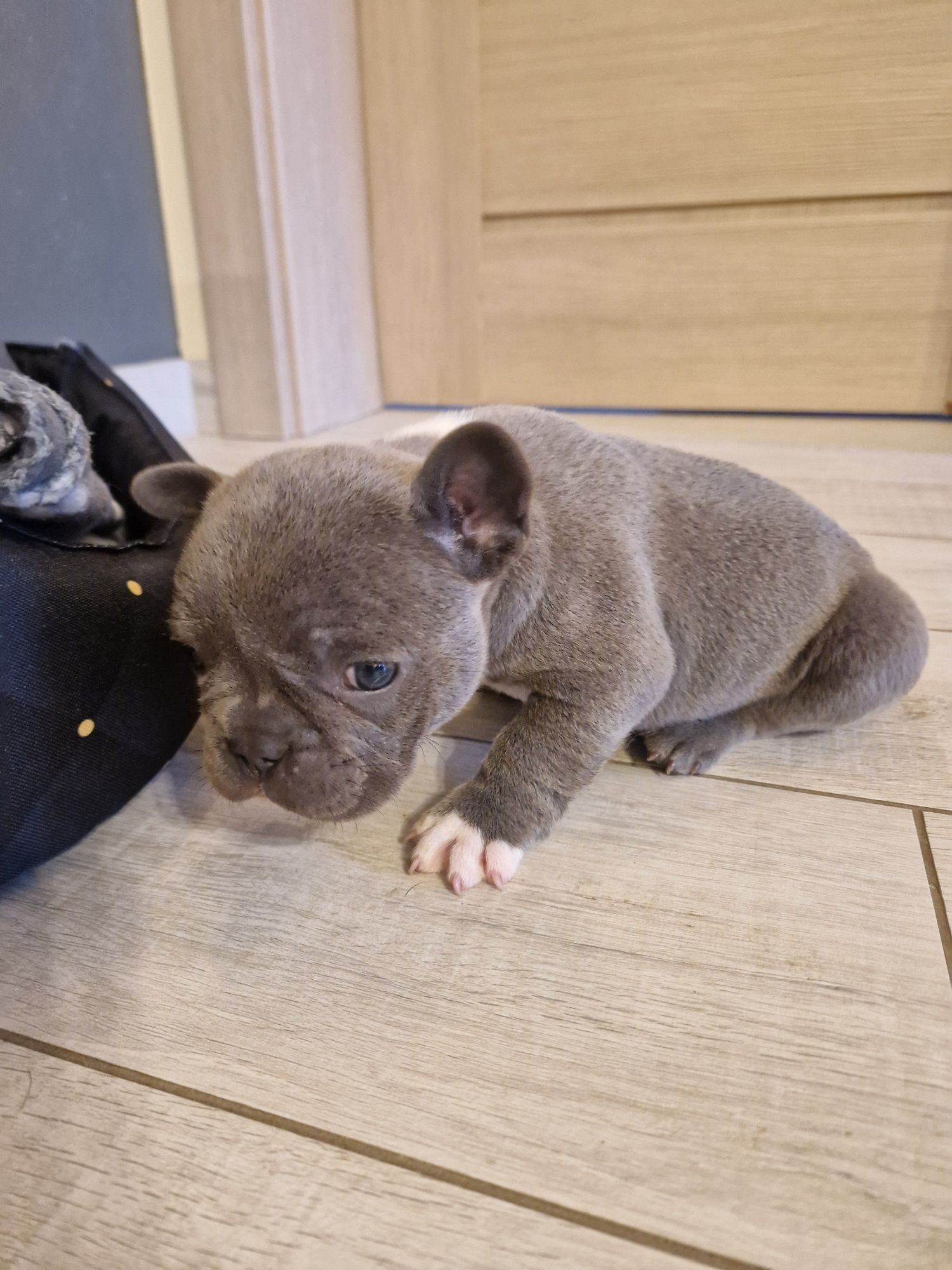 Buldog Francuski Pies Blue