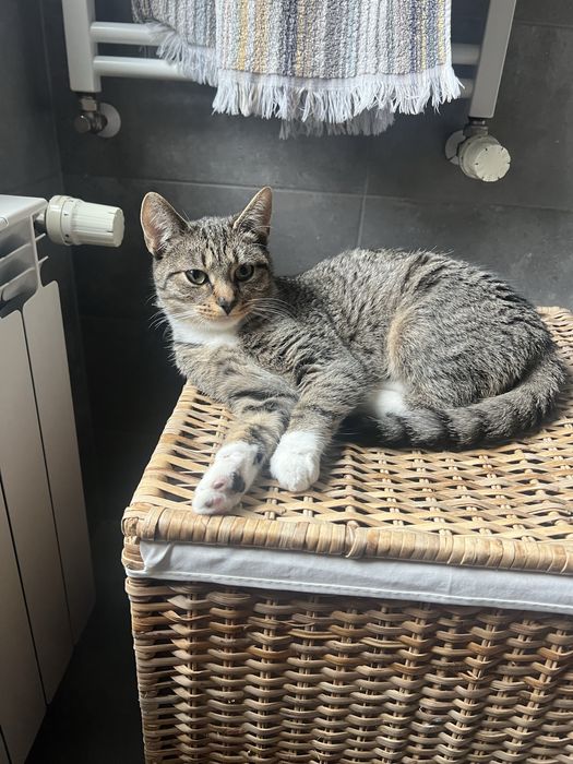 kotka ZA DARMO oddam w dobre ręce