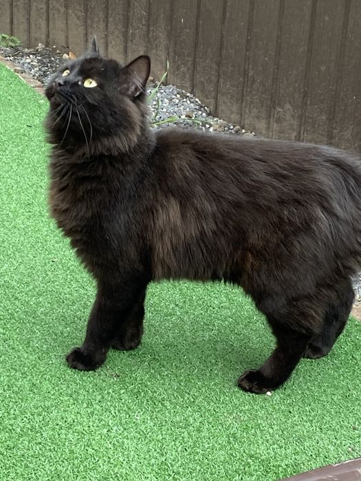 Віддам кошечку в добрі руки.