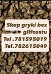skup gryki bez glifosatu