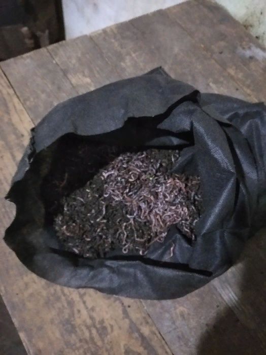 Кокони  мальок      або маточник Дендробена.