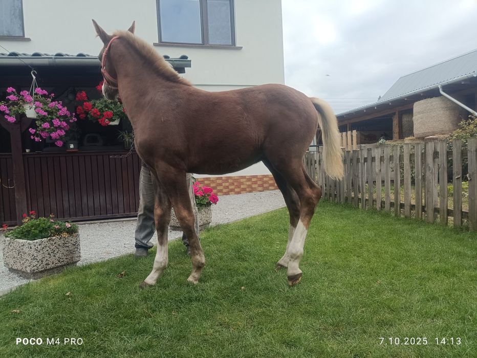 Witam zamienię dwa źrebaki