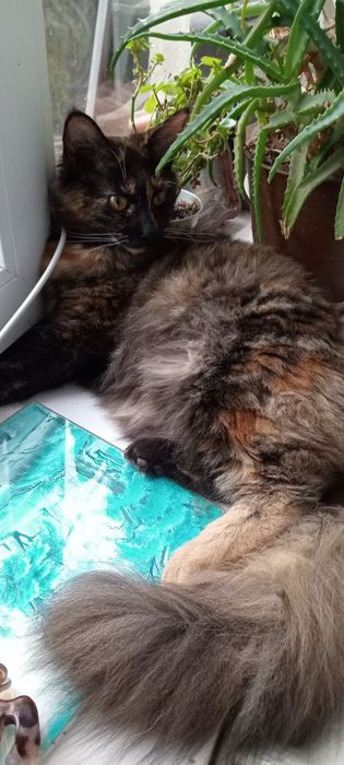 Кошенята породи Мей Кун!