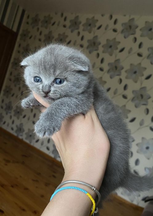 Шотландський кіт для вязки