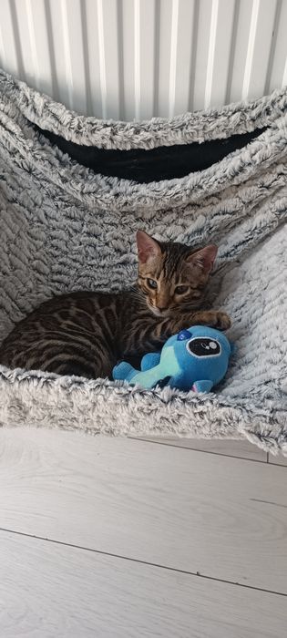 Księżniczka bengalska