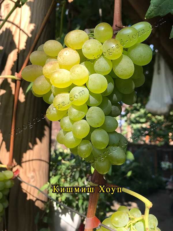 Саджанці Морозостійких сортів винограду (Харків)