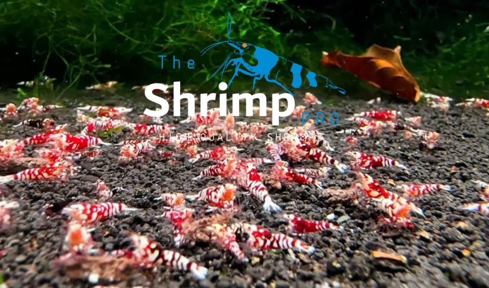 Diversos caridinas/ high quality shrimps, medium e high grade