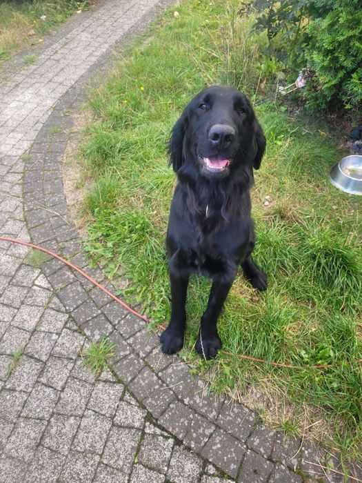 Szczeniaki Flat Coated Retriever