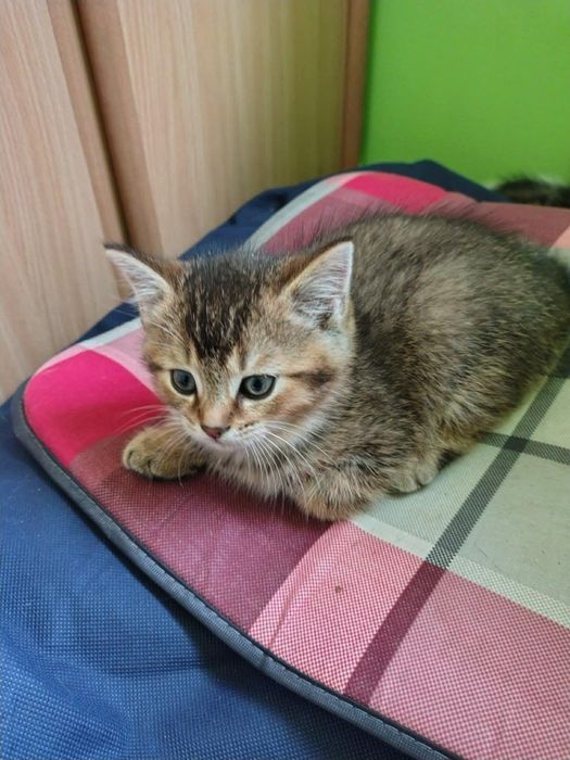 Oddam dwa koty, po matce szkockiej zwisłouchej.