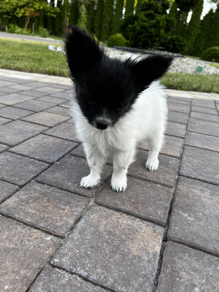 Papillon szczeniak spaniel kontynentalny miniaturowy