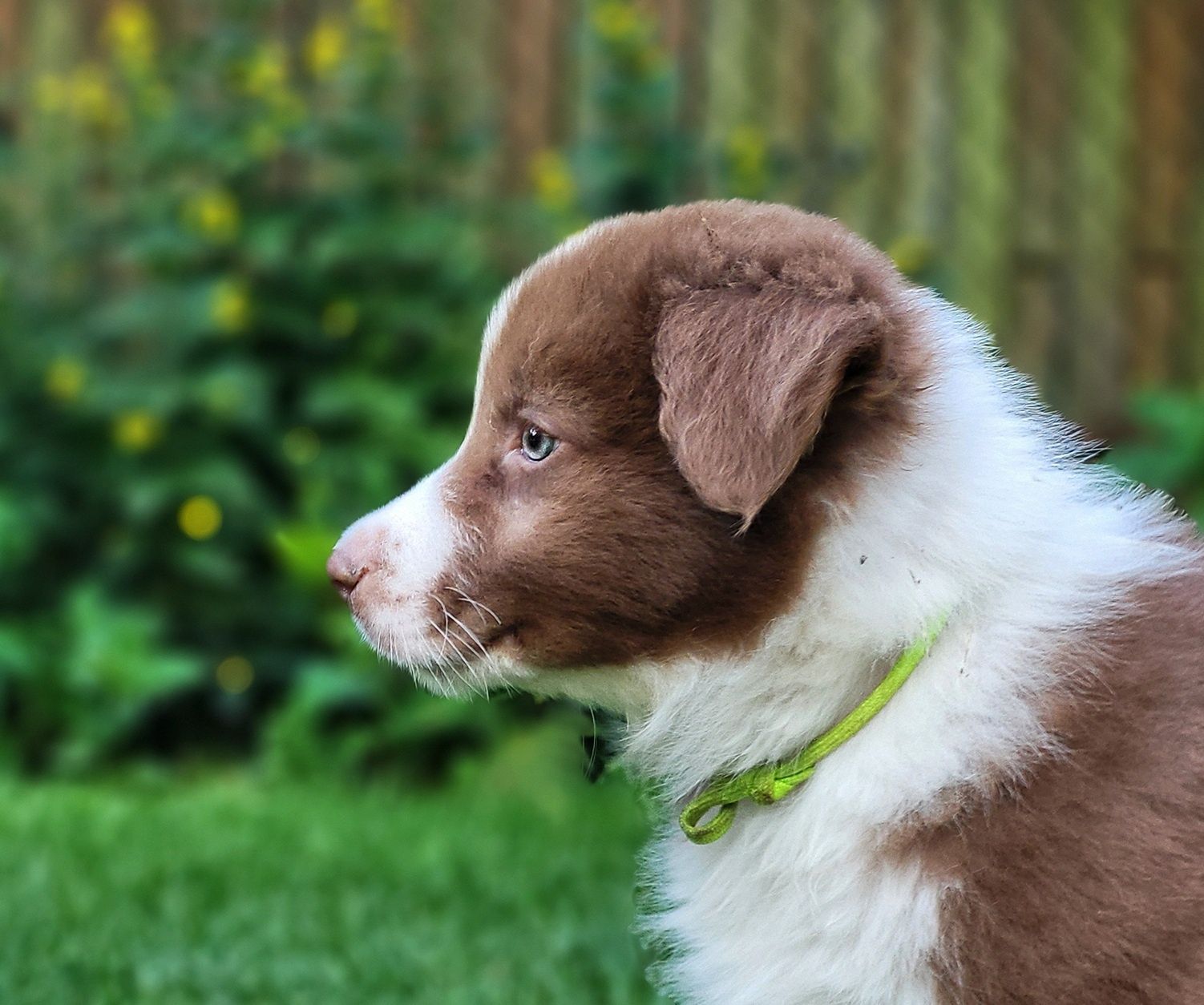 Border collie do odbioru