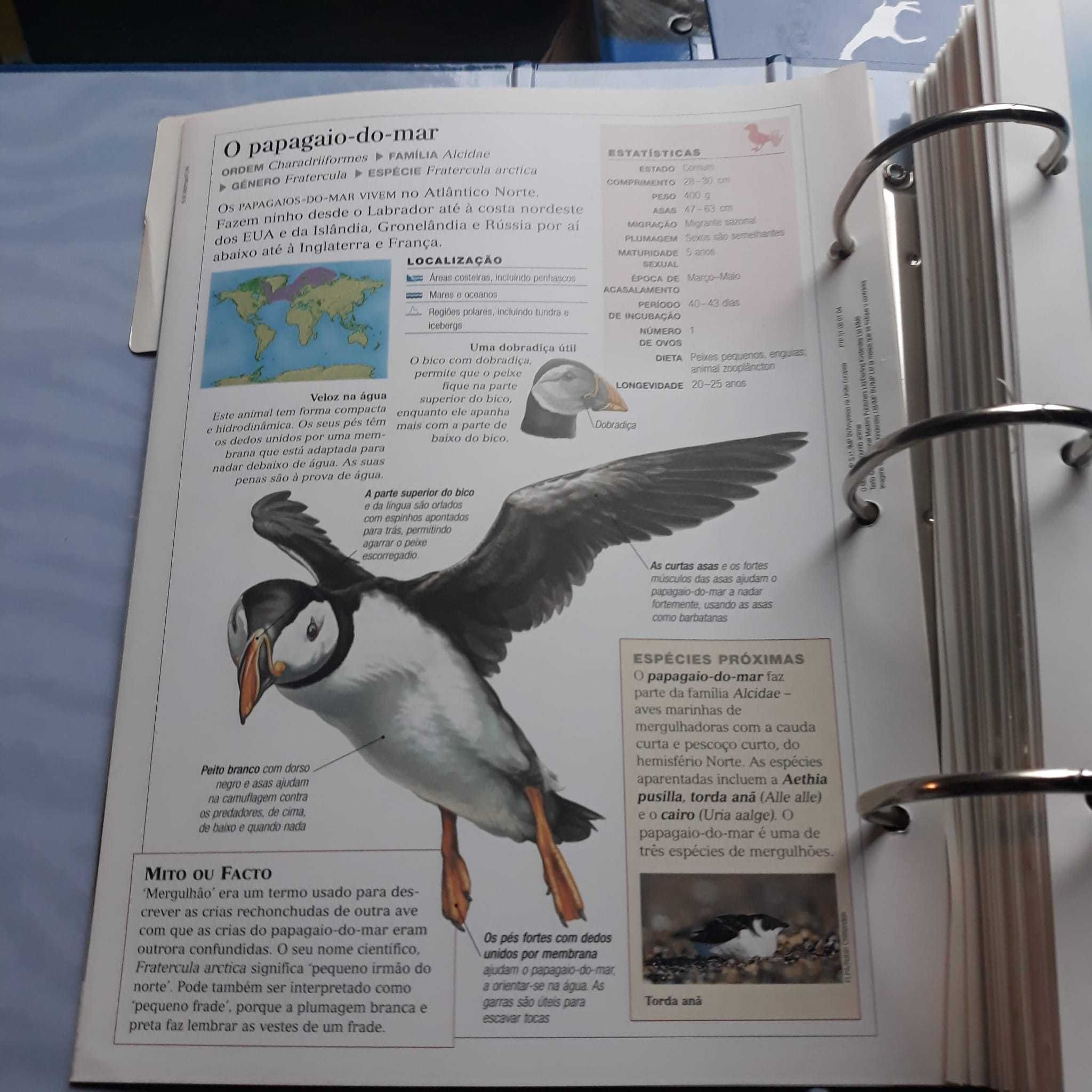 O Fascinante Mundo Animal