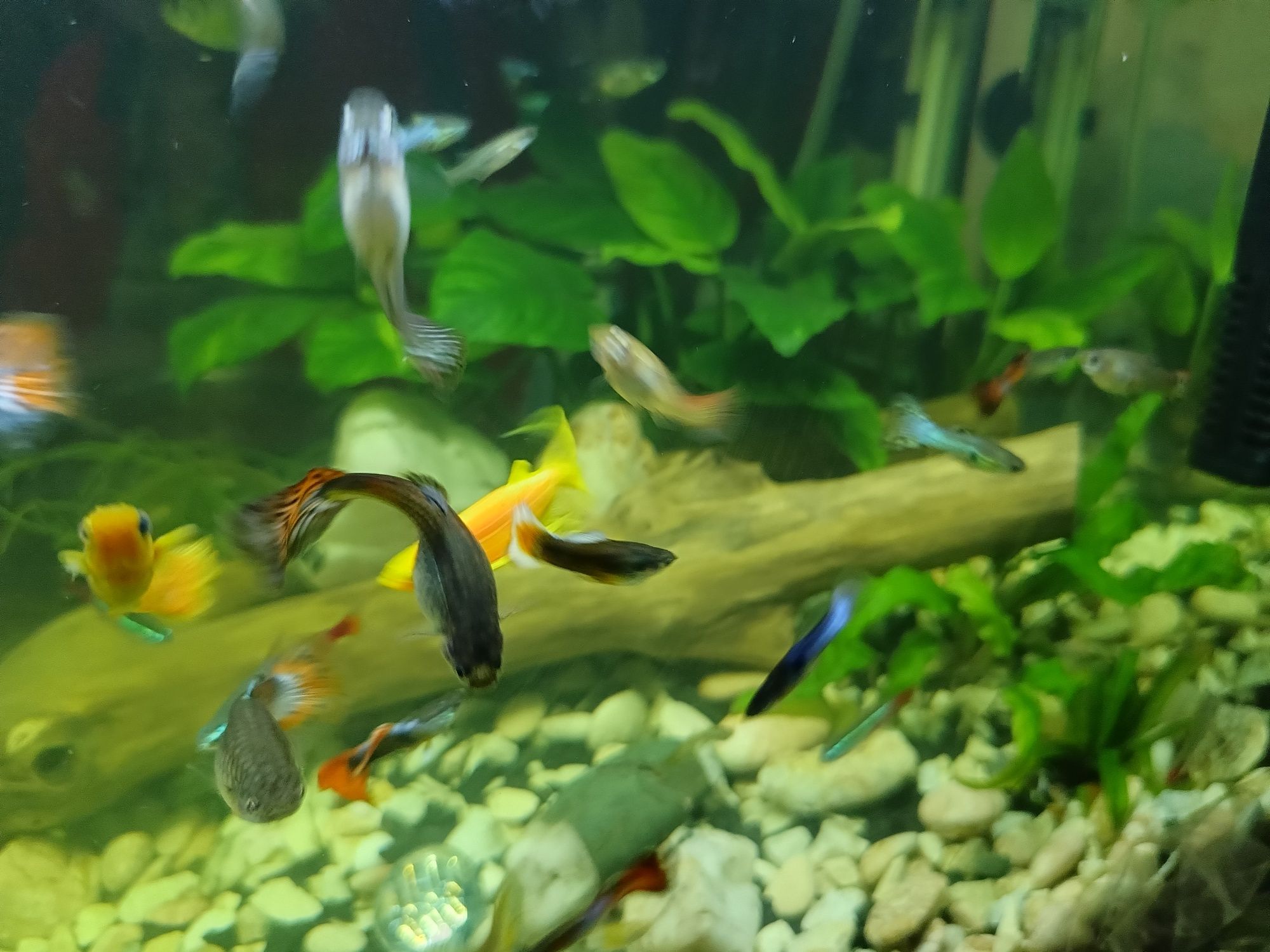 Рибки гупі мальки