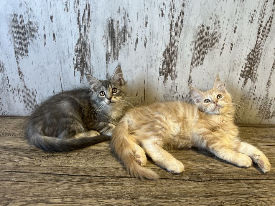 Maine Coon Kotka z Rodowodem