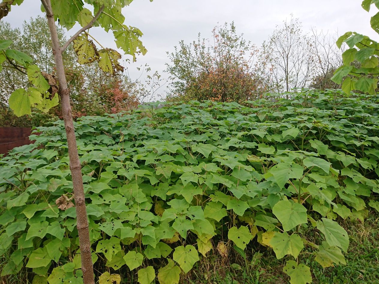 Павловния/Paulownia Клон ін Вітро 112) морозостойки Cotevisa 2 годові