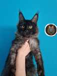 Maine Coon, rodowód FPL, kotka czarna dymna, opcja