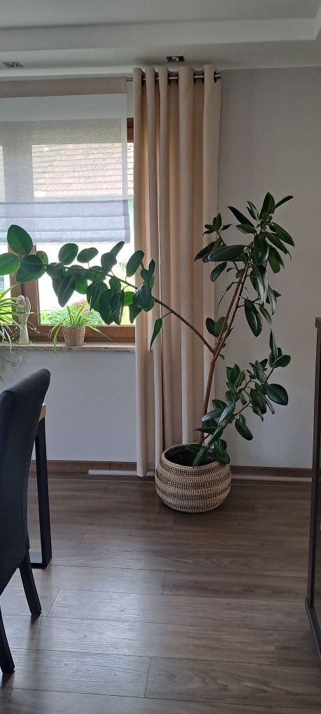 Fikus sprężysty 190cm