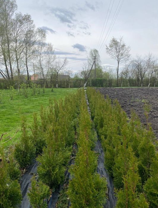 Туя Смарагд  2грн = 1см є опт