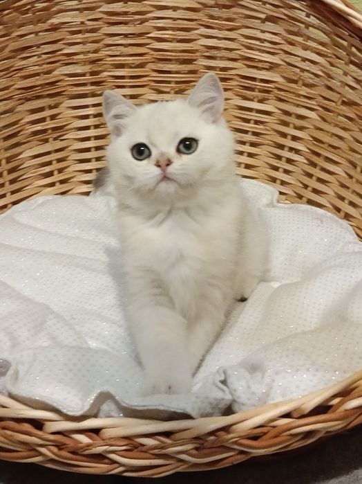 Няшний хлопчик вільний