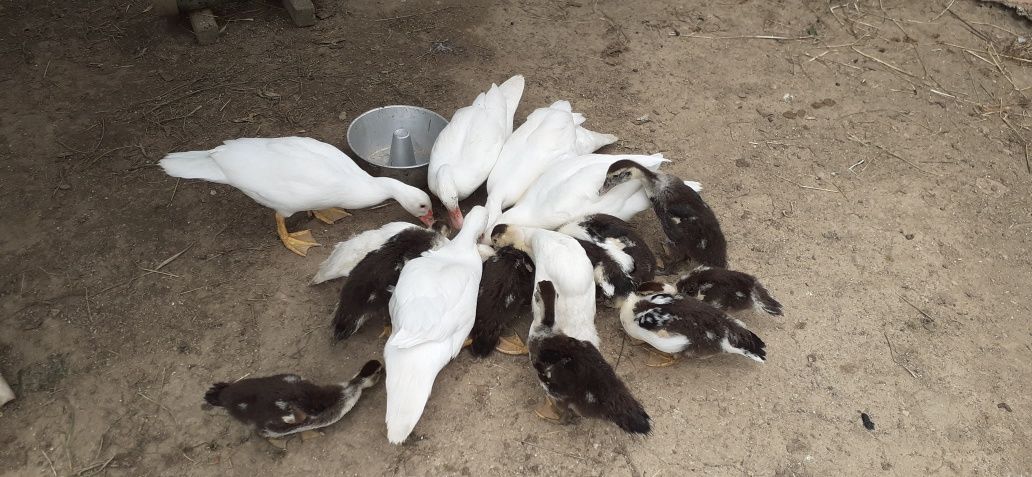 Patos e patinhos