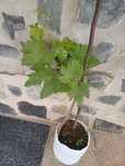 Videira ,uvas dedo de bruxa  brancas