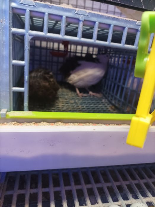 Jaja legowe przepiórek