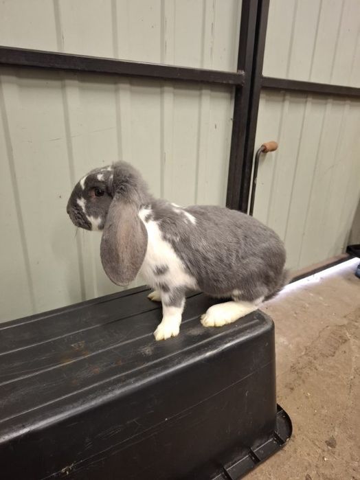 Baran francuski 6 miesiecy