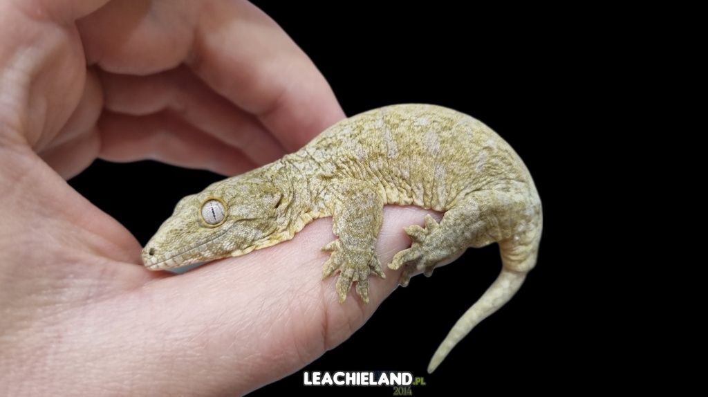 Gekon Olbrzym Pine Island, R. LEACHIANUS