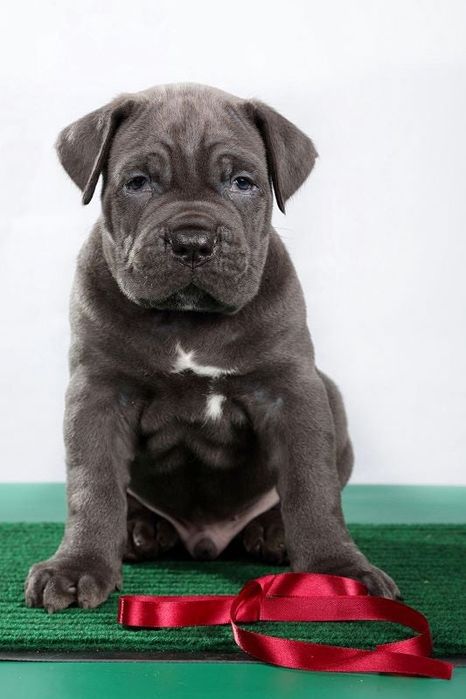 Cane Corso в червоному