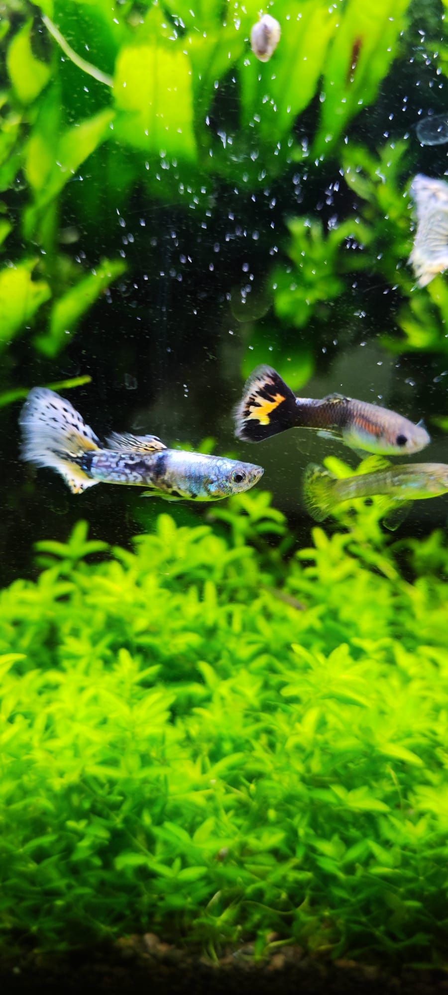 Vendo peixes e camarões