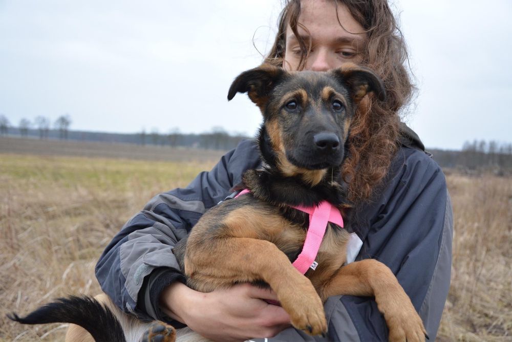 Tola szuka domu! Szczeniak/podrostek do adopcji